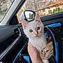 animal, autumn, blue_eyes, car_interior, cat, closeup, curious, feline, ginger_cat, hand, house, indoor, kitten, pet_carrier, seat, shy, side_mirror, transport, tree, window