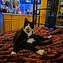 Joel is registered to the contest to win money with this photo: cat, black_and_white, bedspread, blanket, kitchen, cabinet, wooden_cabinet, television, utensils, sink, door, indoor, home, relaxed, feline, pet, animal, furniture, patterned, cozy