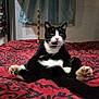 cat, black_and_white, pet, indoor, bed, red_bedspread, patterned_fabric, sitting, relaxed_pose, whiskers, pink_nose, curtains, toy, colorful, feline, animal, cute, fur, paws, domestic