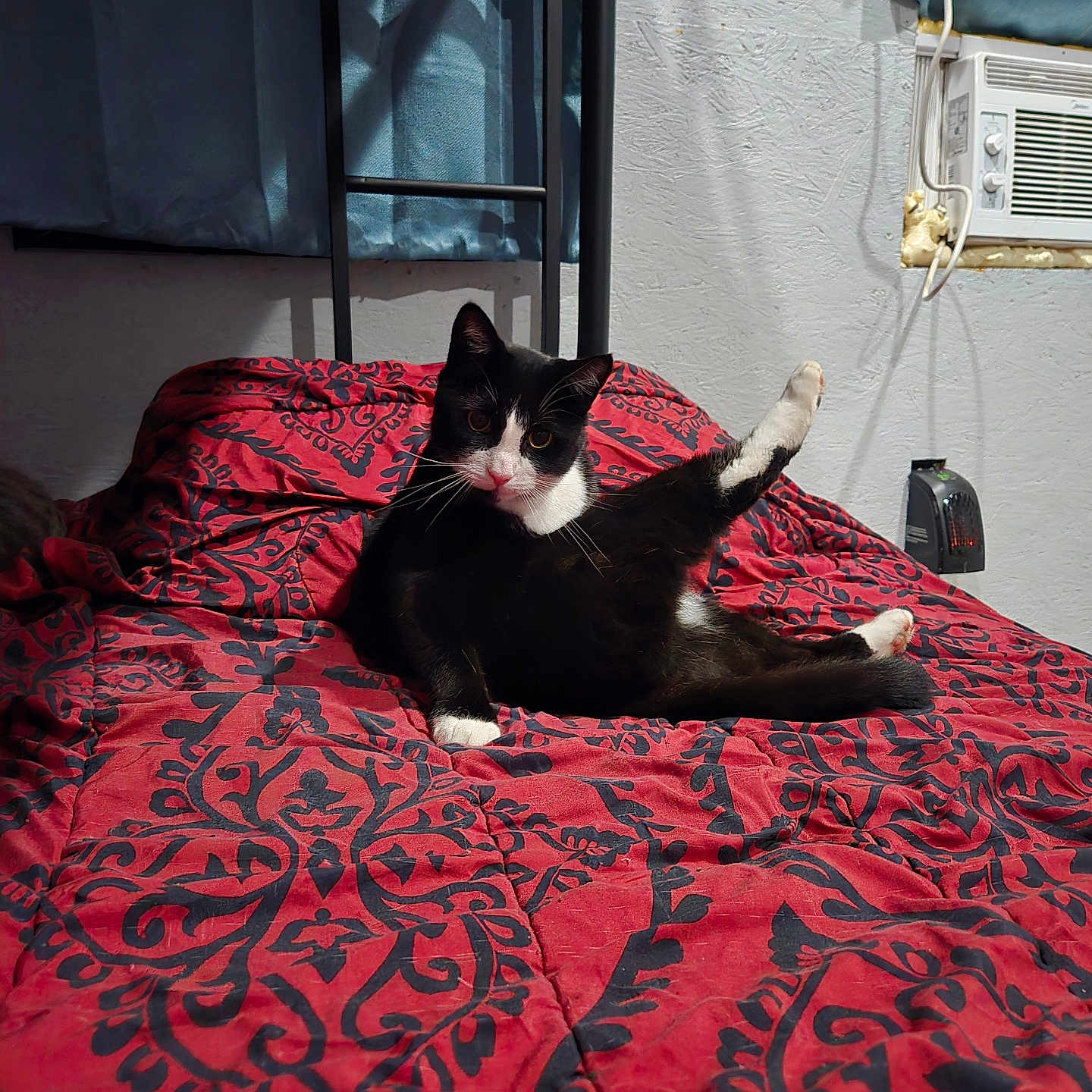 Joel is registered to the contest to win money with this photo: animal, bed, black_and_white, blanket, cat, cozy, curious, cute, fur, furniture, home, indoor, pattern, paw, pet, raised_leg, red, relaxed, resting, whiskers