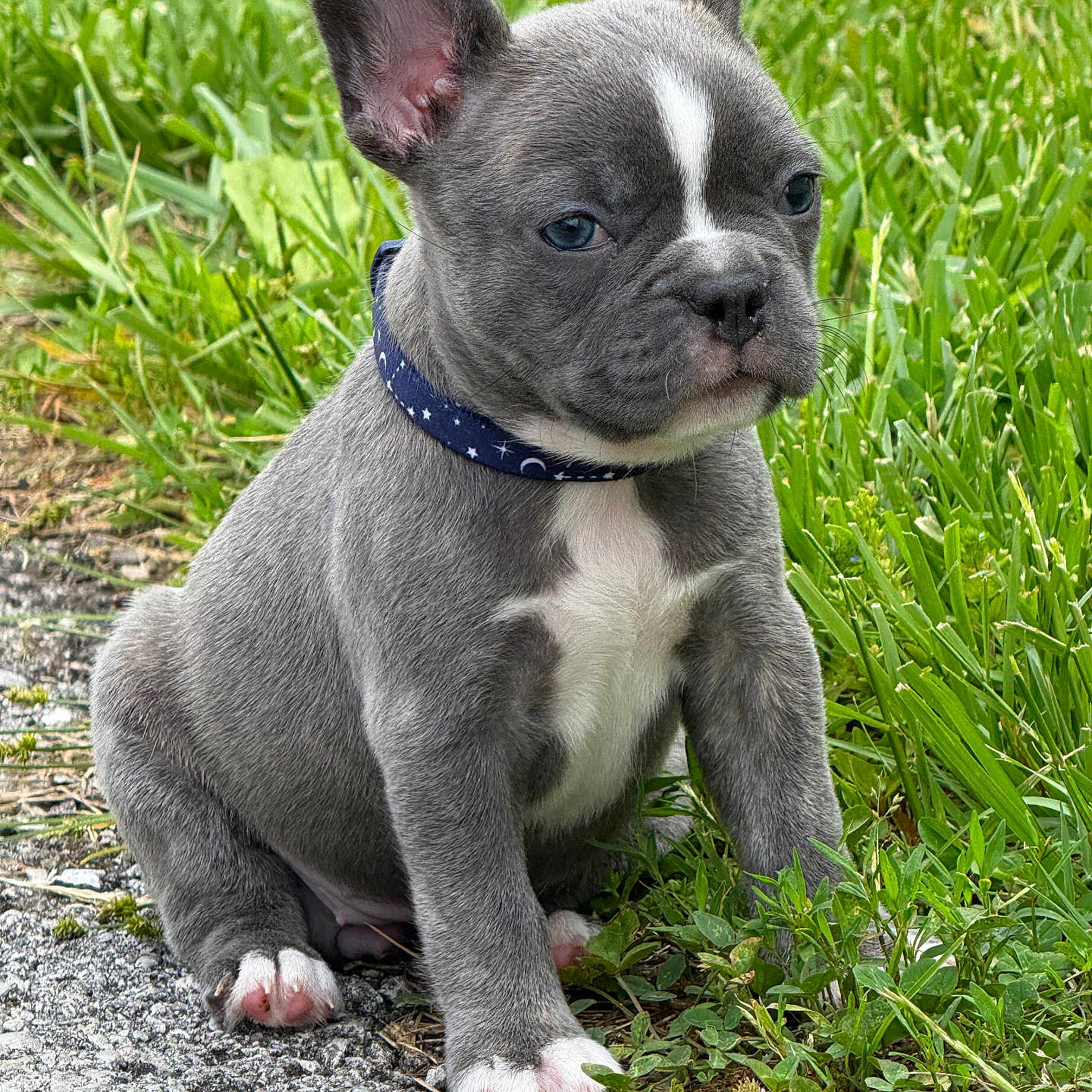 Doigi Girl joined the competition — help win amazing prizes! animal, bostonbull, boxer, bulldog, canine, dog, frenchbulldog, grass, pet, pitbull, plant, puppy, snout, soil, whitedog