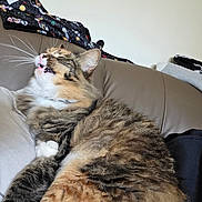 Twix is registered to the contest to win money with this photo: cat, tabby, feline, pet, fluffy, whiskers, mouth_open, couch, blanket, indoor, relaxed, fur, animal, domestic, resting, closeup, comfortable, home, soft, cute