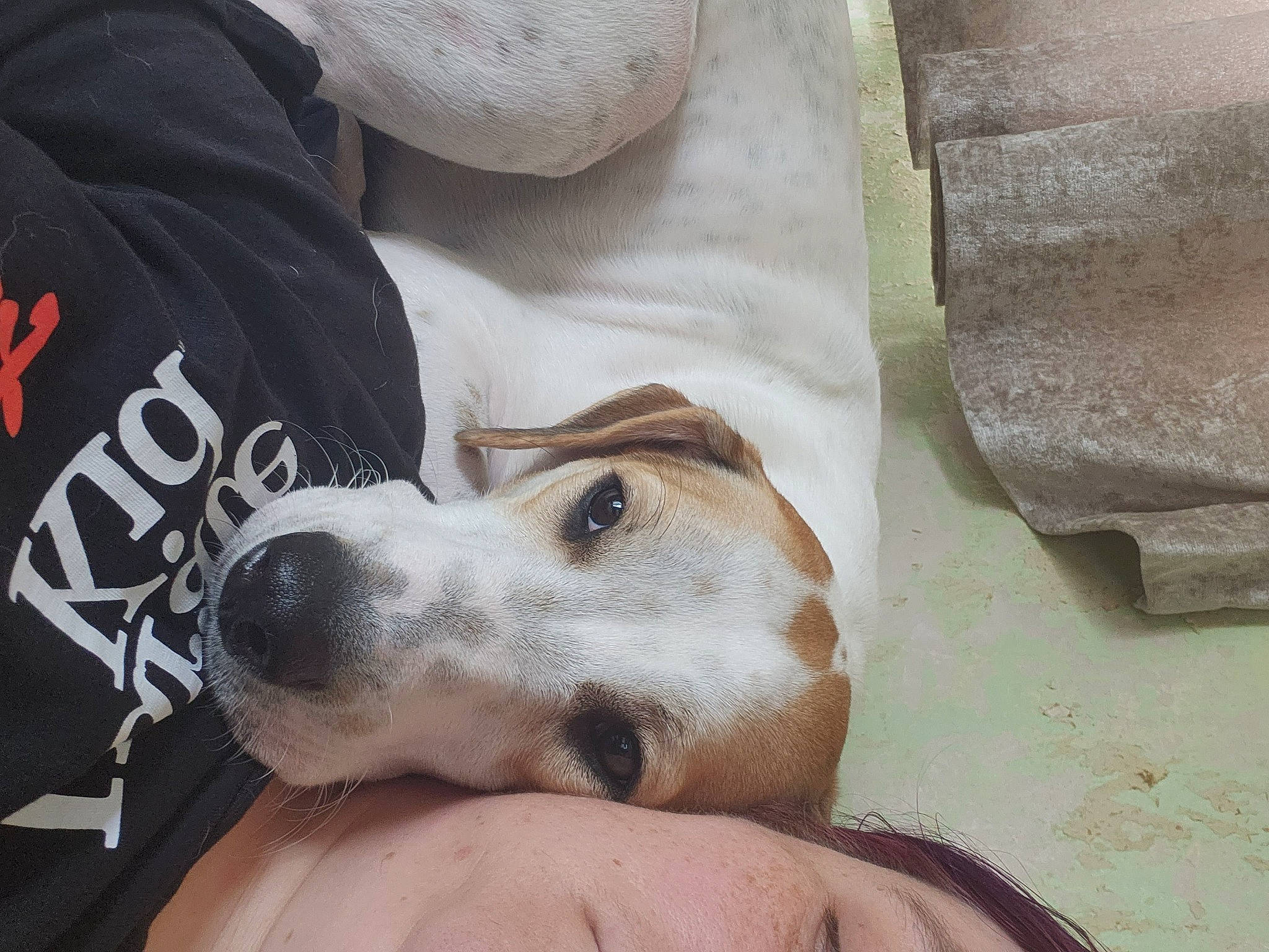 Grogu is registered to the contest to win money with this photo: carnivore, comfort, companion_dog, dog, dog_breed, fawn, fur, linens, nap, paw, snout, sporting_group, street_dog, whiskers