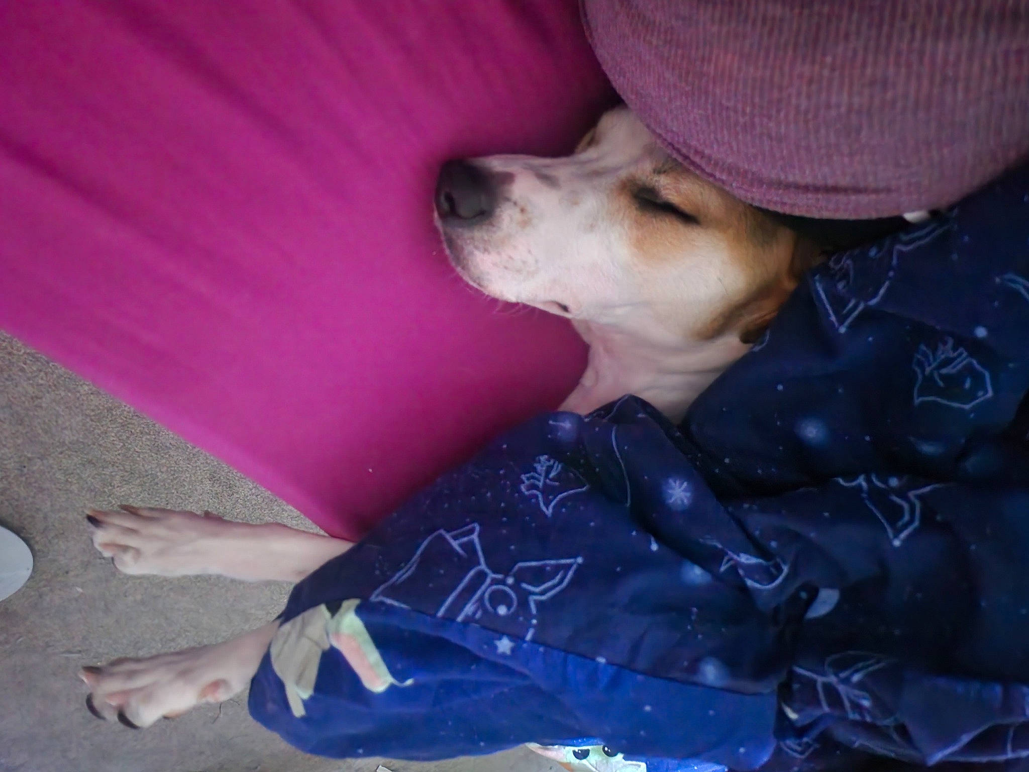 Grogu joined the competition — help win amazing prizes! carnivore, companion_dog, dog, dog_breed, dog_clothes, dog_collar, ear, fashion_accessory, fawn, fur, happy, human_leg, leash, magenta, pink, purple, sitting, snout, toy_dog, whiskers