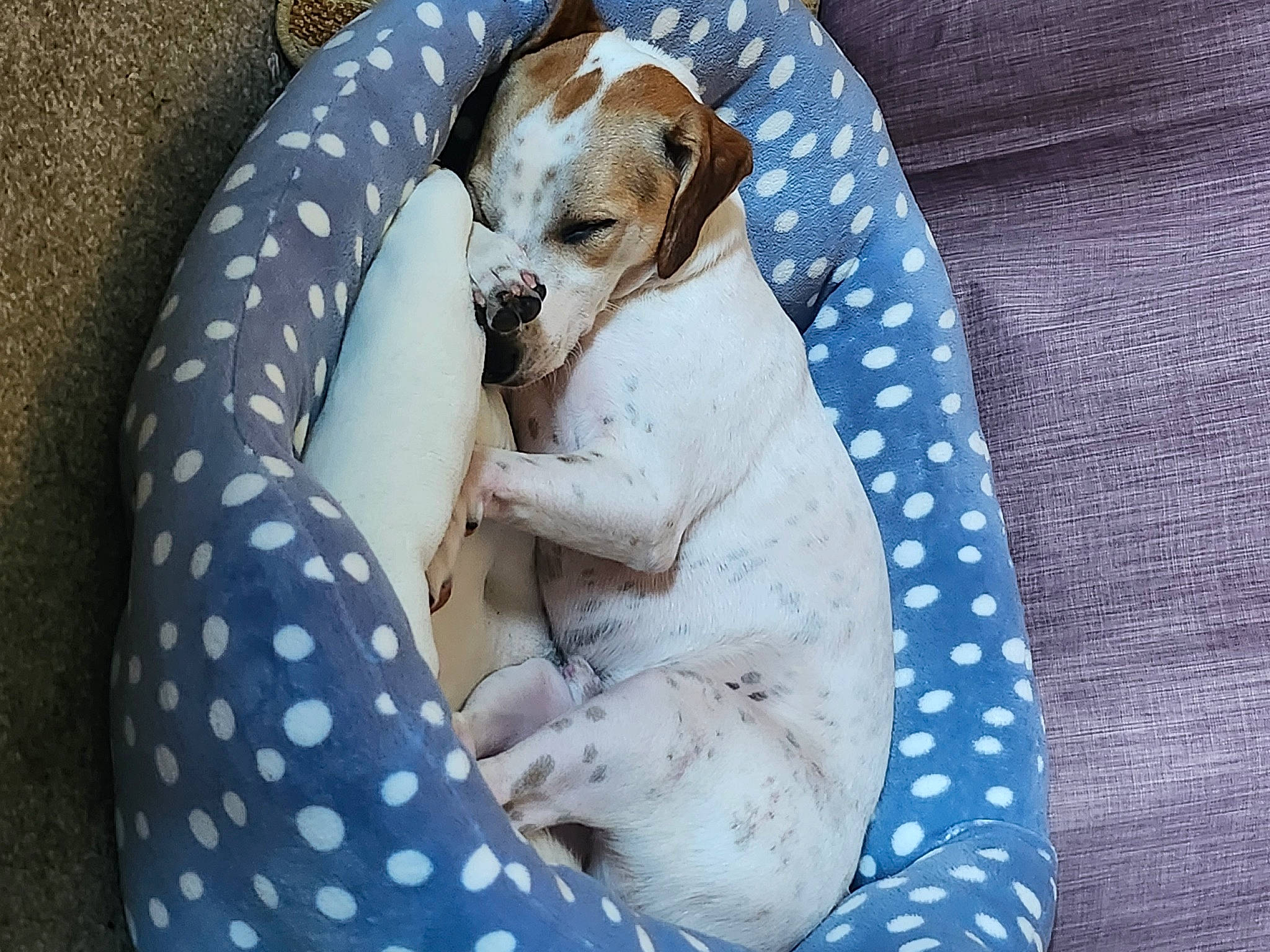 Grogu joined the competition — help win amazing prizes! baby_products, bedding, blanket, carnivore, comfort, companion_dog, dog, dog_breed, dog_clothes, dog_supply, fawn, linens, nap, pattern, paw, puppy_love, terrier, textile, toy_dog, working_animal