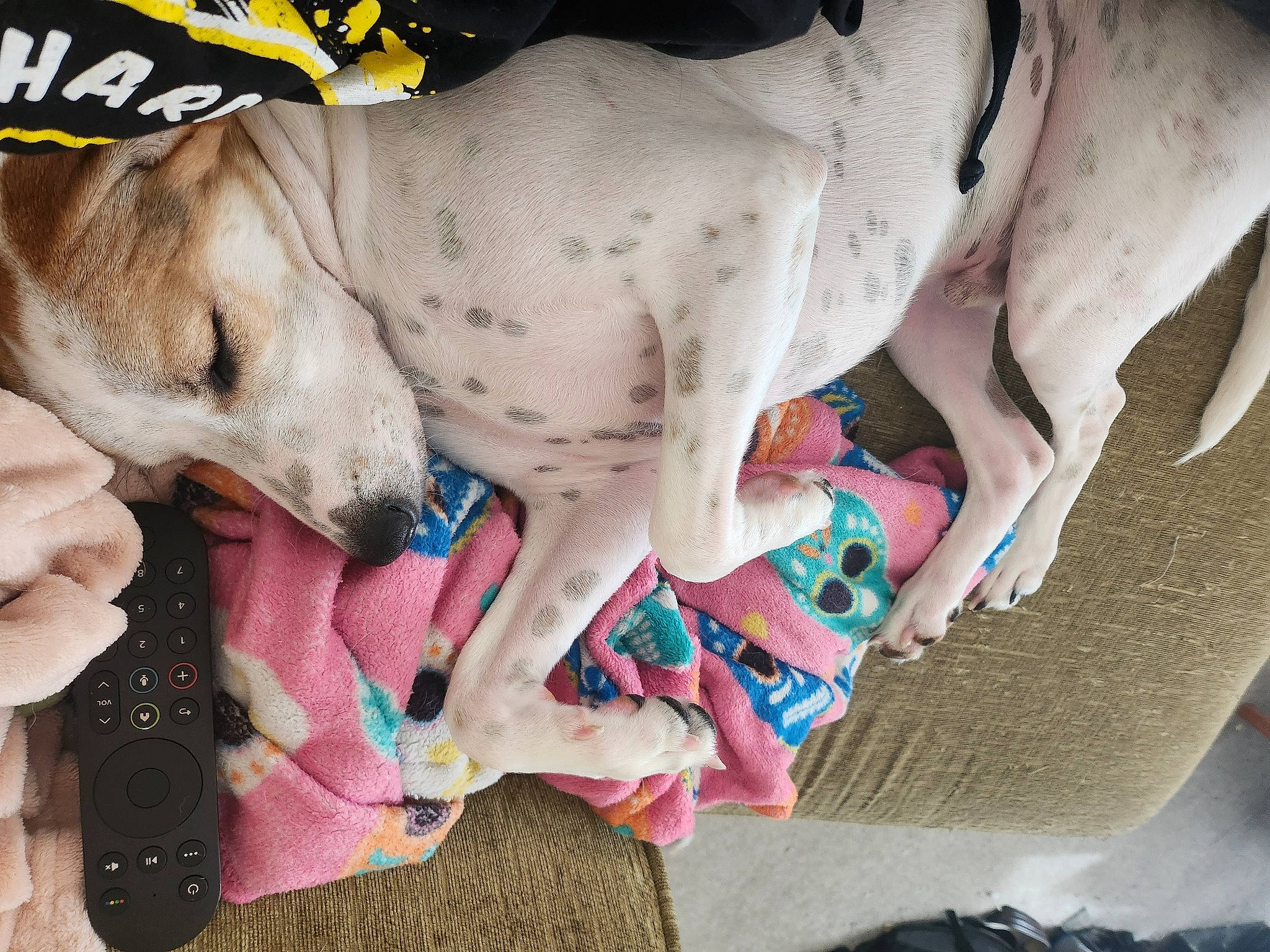 Grogu is registered to the contest to win money with this photo: canidae, carnivore, collar, companion_dog, dog, dog_breed, dog_clothes, dog_collar, dog_supply, fawn, guard_dog, leash, linens, paw, pet_supply, pink, snout, sporting_group, toy_dog, working_animal