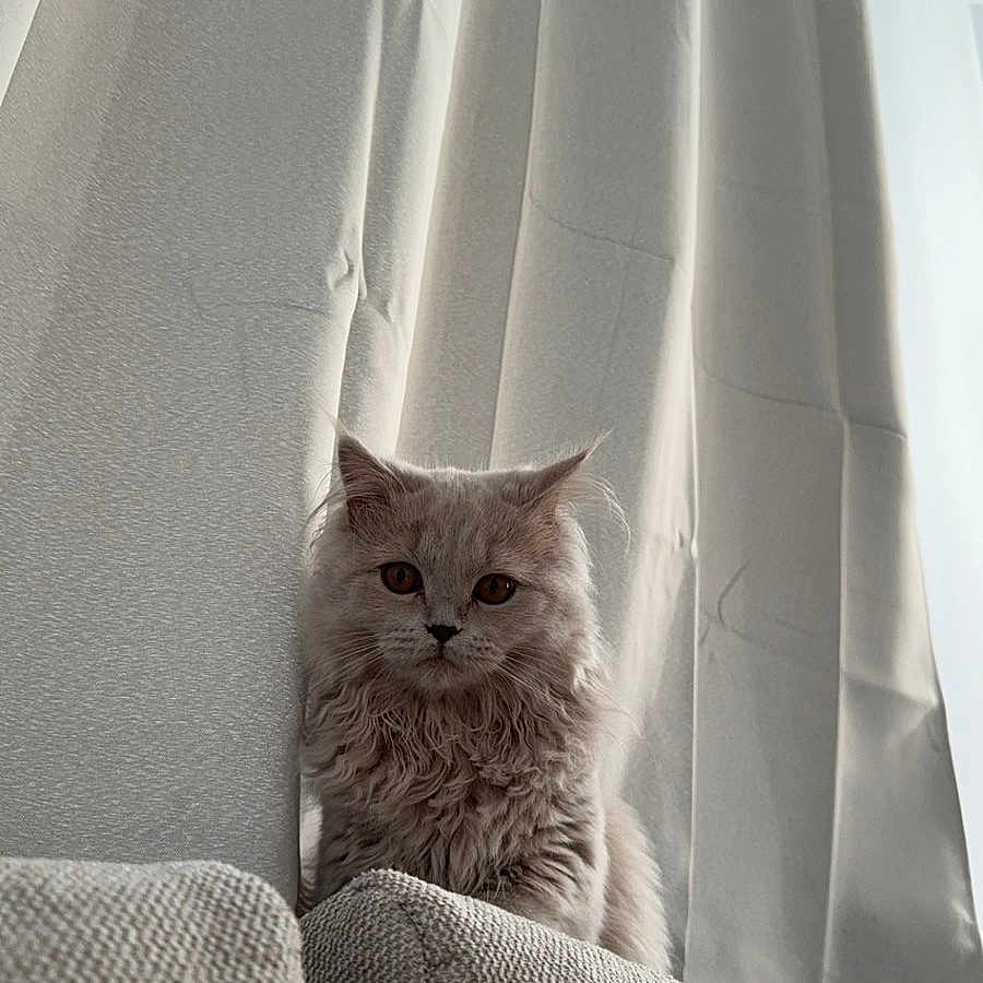 Mowgli a rejoint le concours — aidez-le/la à gagner de superbes lots ! abyssinian, angora, animal, blanket, cat, chair, couch, curtain, cushion, furniture, homedecor, indoors, kitten, linen, manx, pet, plant, pottedplant, showercurtain, white