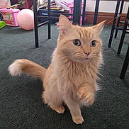 Pippi joined the competition — help win amazing prizes! alert, animal, carpet, cat, chair, curious, cute, domestic_cat, fluffy, furniture, green_carpet, indoor, orange_cat, paw_raised, pet, playroom, tail, toy, whiskers, young_cat