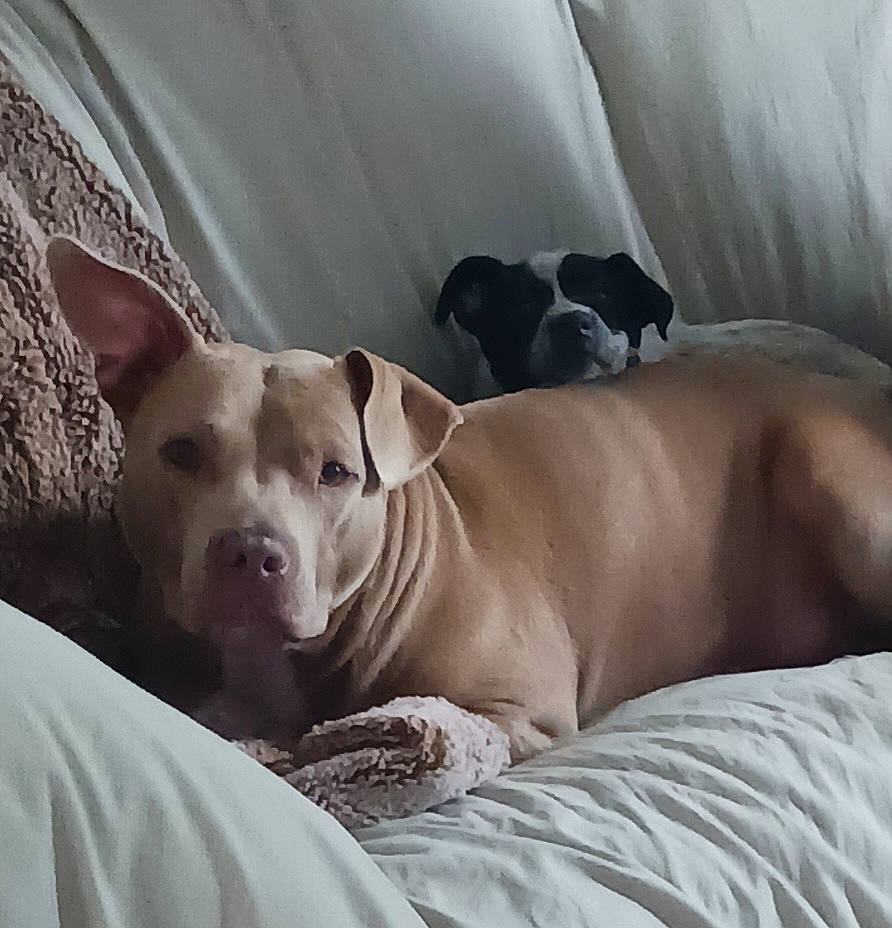 Aubrey joined the competition — help win amazing prizes! canidae, carnivore, comfort, companion_dog, curtain, dog, dog_breed, fawn, grey, guard_dog, linens, non_sporting_group, puppy, snout, sporting_group, terrestrial_animal, toy_dog, whiskers, working_animal