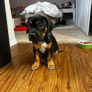 Pork Chop is registered to the contest to win money with this photo: puppy, dog, indoor, wooden_floor, collar, pet, food_bowl, carpet, sofa, blanket, home, cute, animal, sitting, young_dog, domestic, furniture, cozy, brown, black