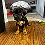 puppy, dog, indoor, wooden_floor, collar, pet, food_bowl, carpet, sofa, blanket, home, cute, animal, sitting, young_dog, domestic, furniture, cozy, brown, black