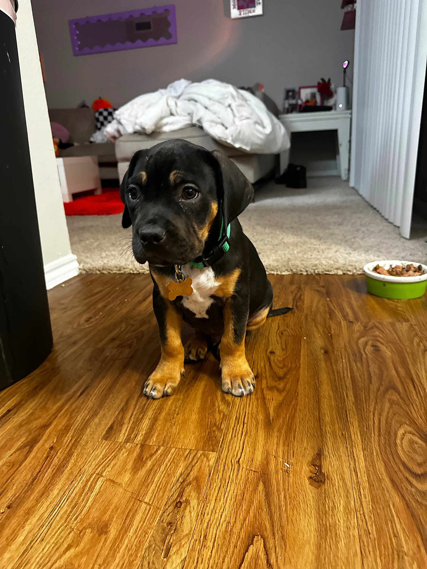 Pork Chop is registered to the contest to win money with this photo: puppy, dog, indoor, wooden_floor, collar, pet, food_bowl, carpet, sofa, blanket, home, cute, animal, sitting, young_dog, domestic, furniture, cozy, brown, black