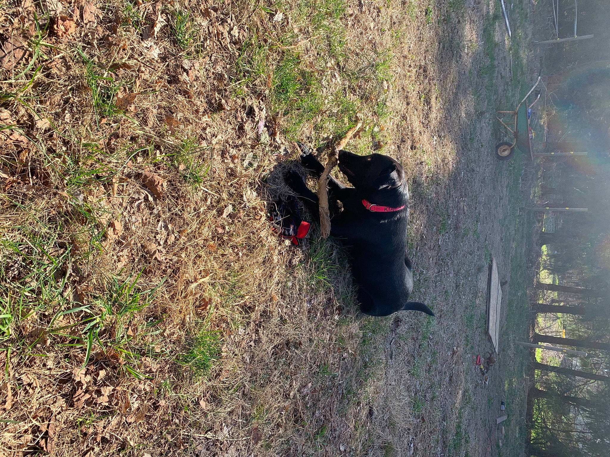 Kiara joined the competition — help win amazing prizes! canidae, carnivore, collar, companion_dog, dog, dog_breed, dog_collar, grass, groundcover, hunting_dog, non_sporting_group, shadow, soil, sporting_group, working_animal, working_dog