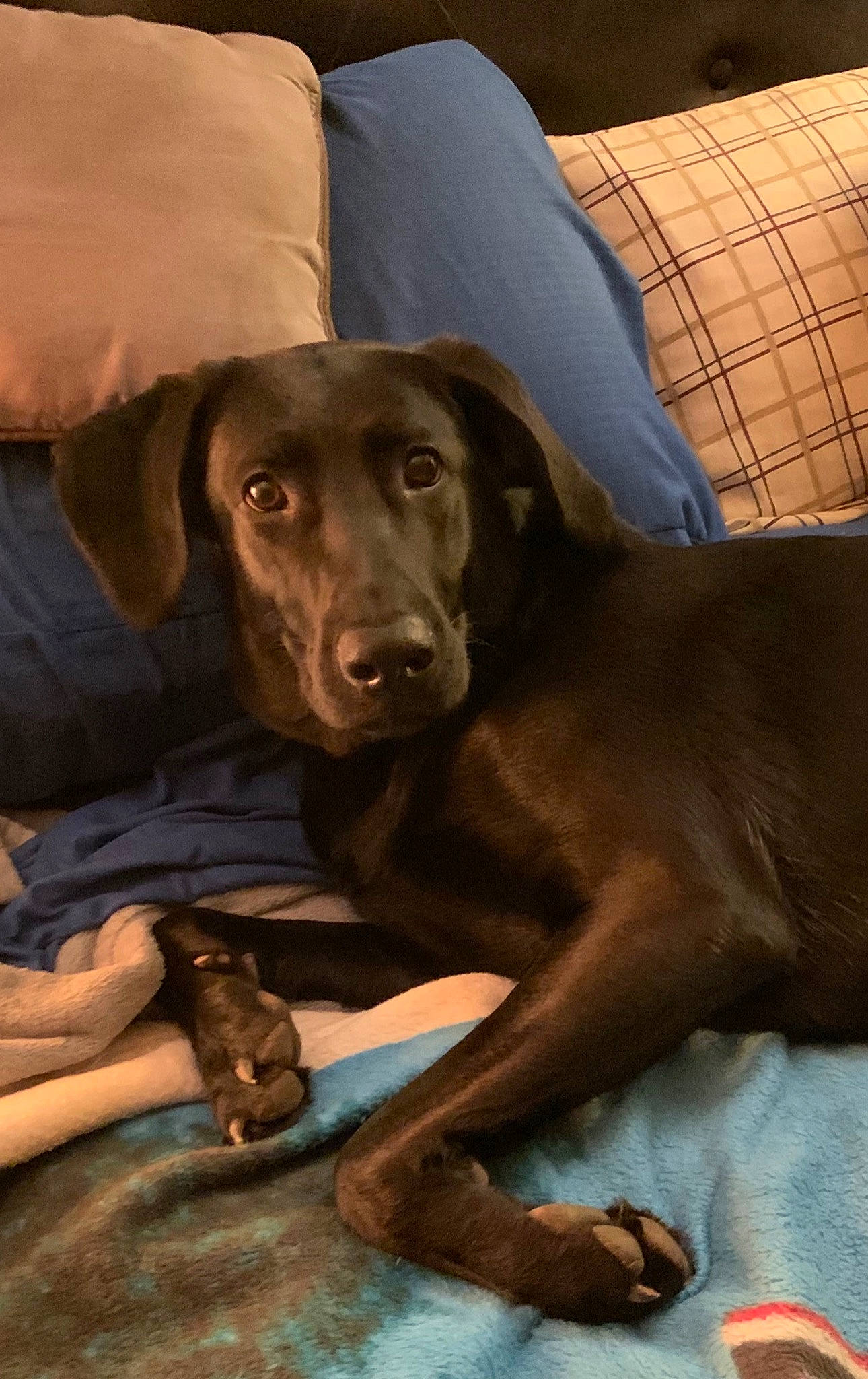 Kiara is registered to the contest to win money with this photo: brown, canidae, carnivore, collar, comfort, companion_dog, couch, dog, dog_breed, foot, gun_dog, liver, pet_supply, snout, sporting_group, vertebrate, whiskers, working_animal, working_dog