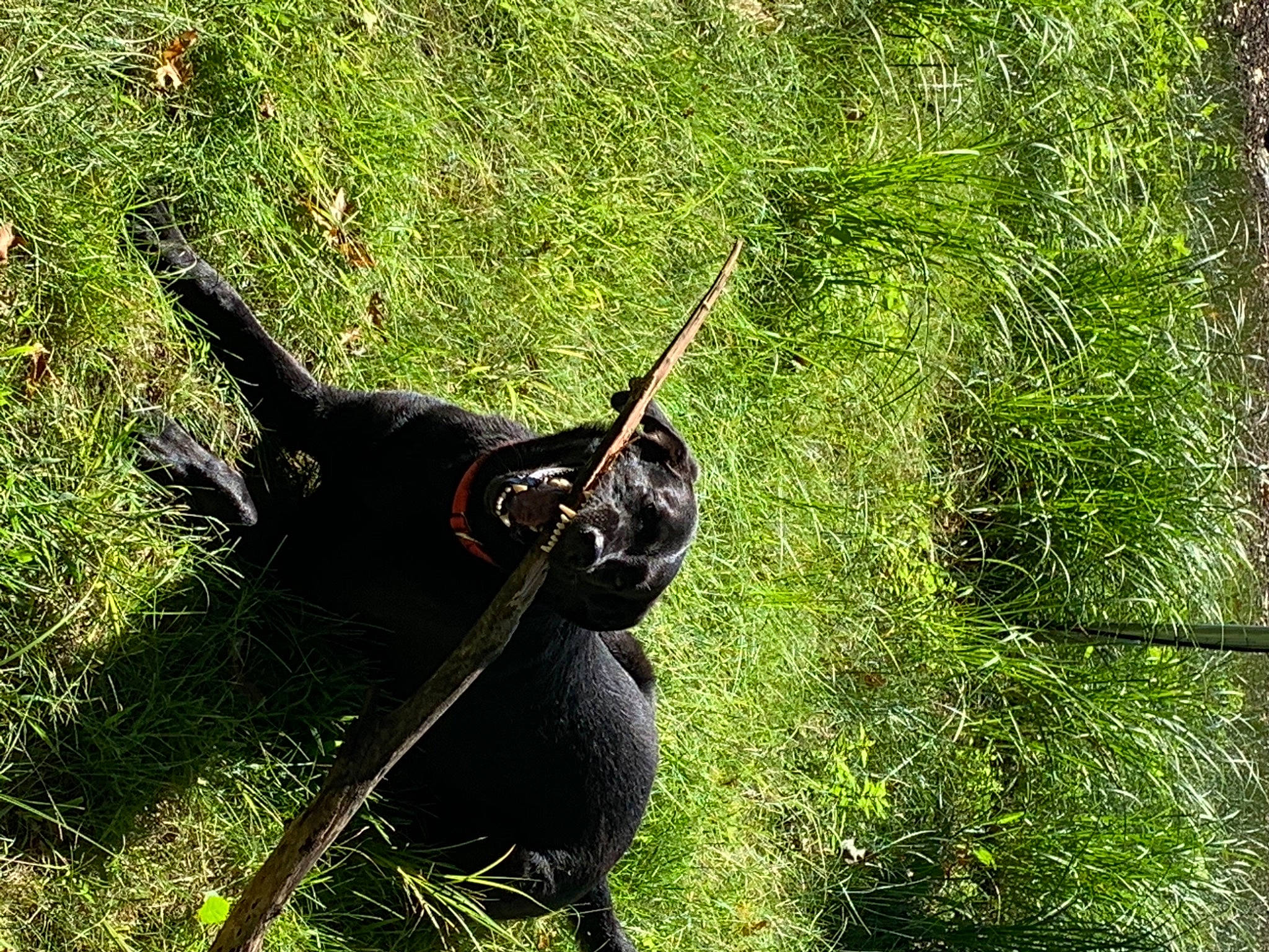 Kiara is registered to the contest to win money with this photo: beetle, elephant_beetle, grass, grass_family, horn, pasture, shadow, snails_and_slugs, snout, terrestrial_animal, wire_fencing