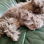Cannelle participe au concours pour gagner de l'argent avec cette photo : cat, fluffy, gray_cat, long_hair, pet, feline, animal, relaxed, indoor, couch, leather, fur, whiskers, paws, resting, close_up, cute, mammal, face, expression