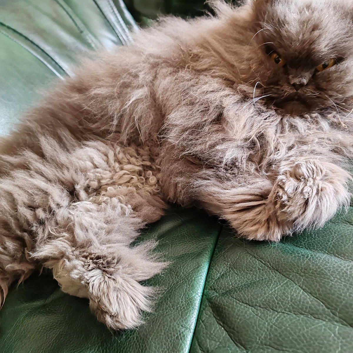 Cannelle
