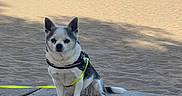 Marley participe au concours pour gagner de l'argent avec cette photo : animal, beach, canine, concrete, dog, harness, island, leash, outdoor, pet, relaxing, sand, sea, shore, sky, small_dog, summer, sunny, vacation, water