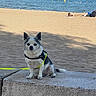 animal, beach, canine, concrete, dog, harness, island, leash, outdoor, pet, relaxing, sand, sea, shore, sky, small_dog, summer, sunny, vacation, water