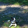 Marley a rejoint le concours — aidez-le/la à gagner de superbes lots ! dog, small_dog, black_and_white, outdoor, grass, gravel, sunlight, shade, nature, animal, pet, canine, lying_down, harness, quiet, calm, daylight, greenery, park, resting
