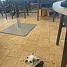 animal, bag, cafe, casual, chair, chihuahua, curious, daylight, dog, harness, legs, looking_back, marley, outdoor, pet, relaxed, seated_people, small_dog, table, tiled_floor