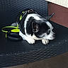 Marley a rejoint le concours — aidez-le/la à gagner de superbes lots ! dog, small_dog, black_and_white, harness, leash, chair, resting, pet, animal, side_view, indoors, texture, looking_away, floor, wall, relaxed, companion, domestic_animal, cute, calm
