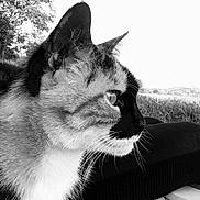 Amy a rejoint le concours — aidez-le/la à gagner de superbes lots ! cat, close_up, profile, black_and_white, outdoor, grass, tree, animal, whiskers, fur, nature, pet, calm, focused, side_view, mammal, wildlife, portrait, feline, serene