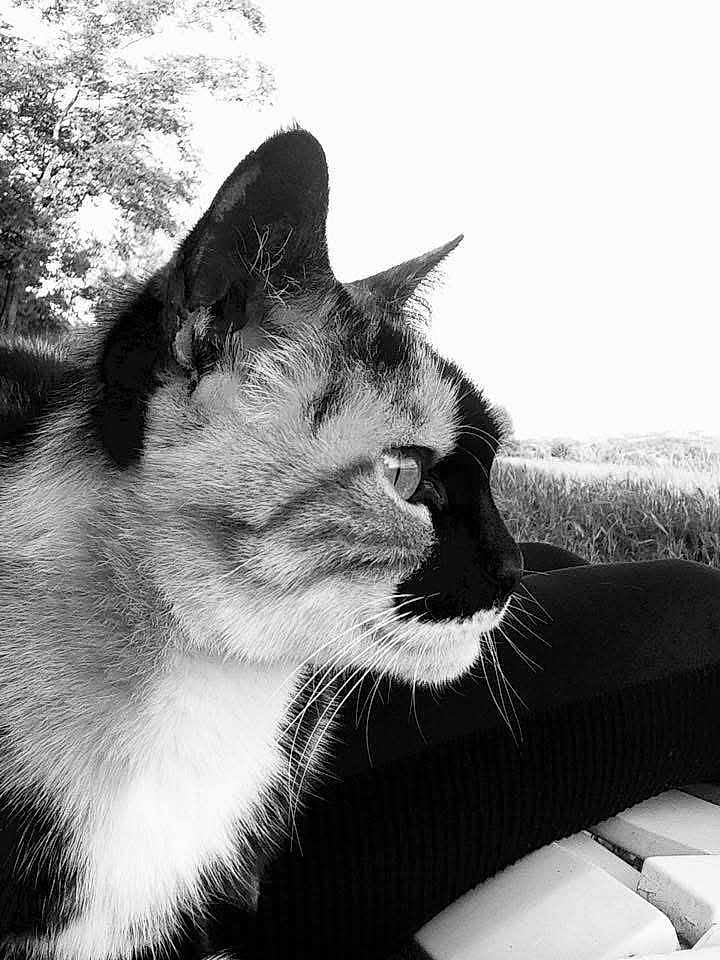Amy a rejoint le concours — aidez-le/la à gagner de superbes lots ! cat, close_up, profile, black_and_white, outdoor, grass, tree, animal, whiskers, fur, nature, pet, calm, focused, side_view, mammal, wildlife, portrait, feline, serene