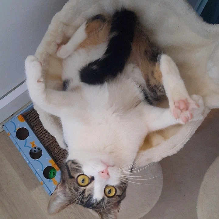 Luna participe au concours pour gagner de l'argent avec cette photo : animal, bed, cat, cat_toy, cozy, curious, feline, floor, fur, indoor, paws, pet, playful, relaxed, scratching_post, tabby, upside_down, whiskers, wooden_floor, yellow_eyes