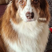 Lary participe au concours pour gagner de l'argent avec cette photo : amber_eyes, animal, brown_fur, canine, close_up, companion, cozy, cute, dog, domestic, ears, fluffy, fur, indoor, looking, nose, pet, portrait, sitting, white_fur