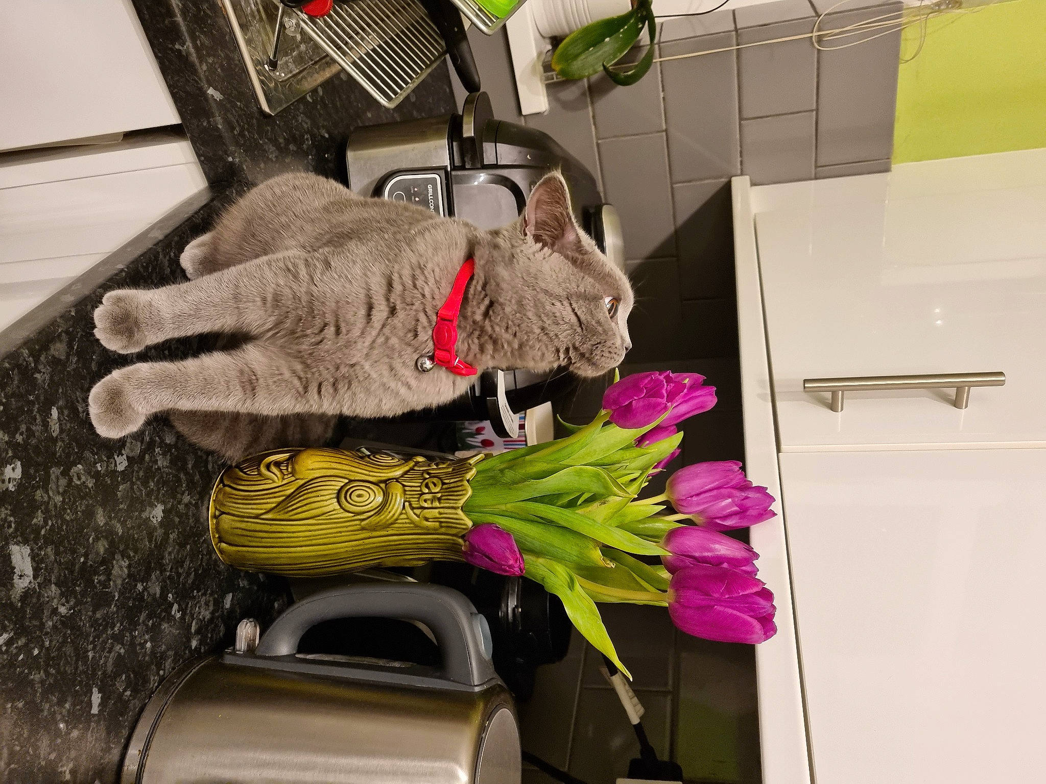 Sheba is registered to the contest to win money with this photo: bag, cabinetry, drawer, flower_arranging, fur, kitchen_appliance, luggage_and_bags, machine, magenta, motor_vehicle, plant, refrigerator, room, textile, vehicle_door, wood