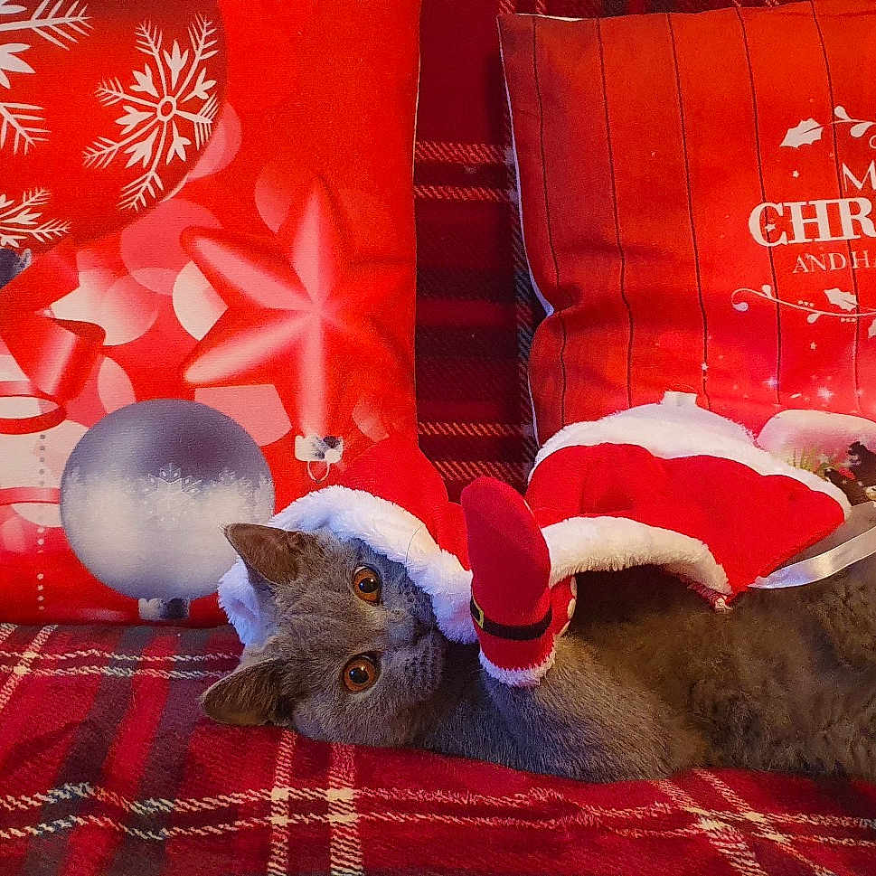 Sheba is registered to the contest to win money with this photo: bedding, carmine, cat, christmas_eve, comfort, decoration, event, felidae, font, fur, holiday, lamp, lantern, linens, ornament, pattern, pillow, red, room, textile