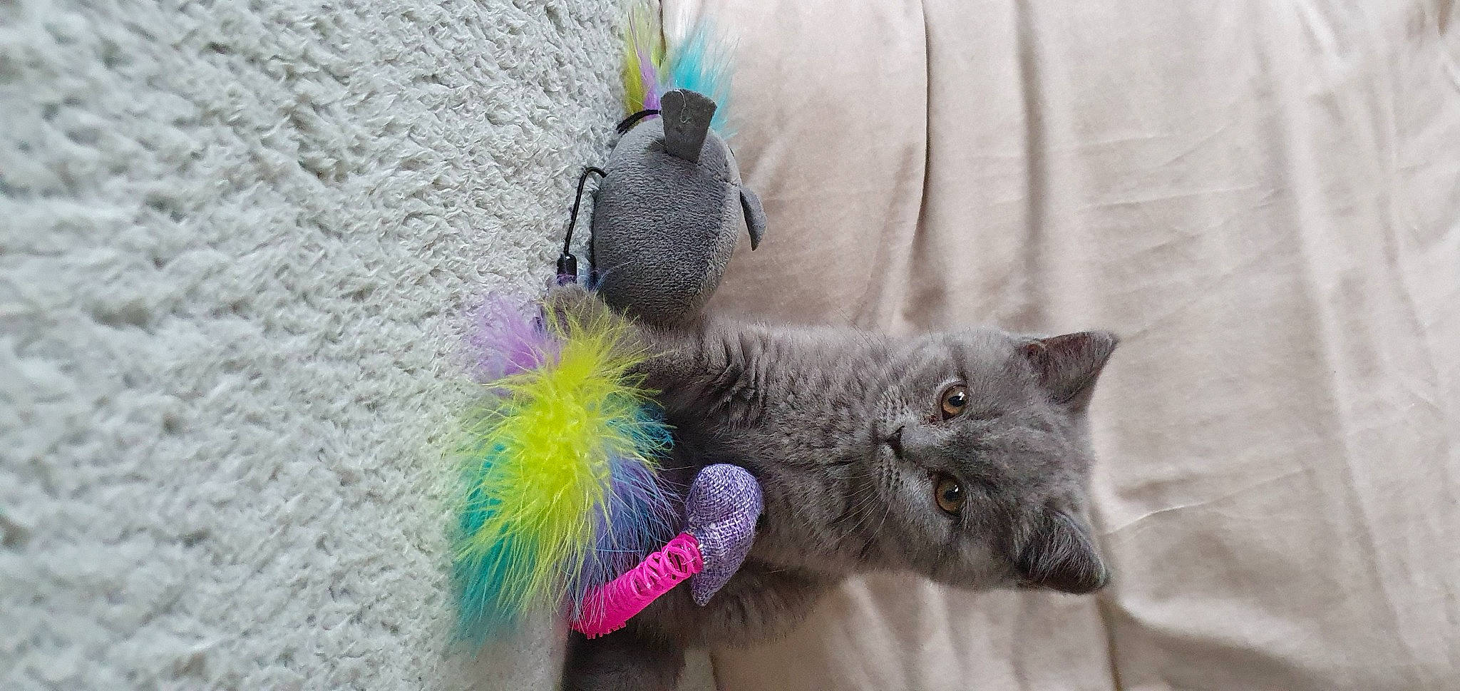 Sheba is registered to the contest to win money with this photo: bird, black_cat, carnivore, cat, claw, curtain, domestic_short_haired_cat, fashion_accessory, feather, felidae, fur, grey, magenta, paw, russian_blue, small_to_medium_sized_cats, tail, vertebrate, whiskers, wing