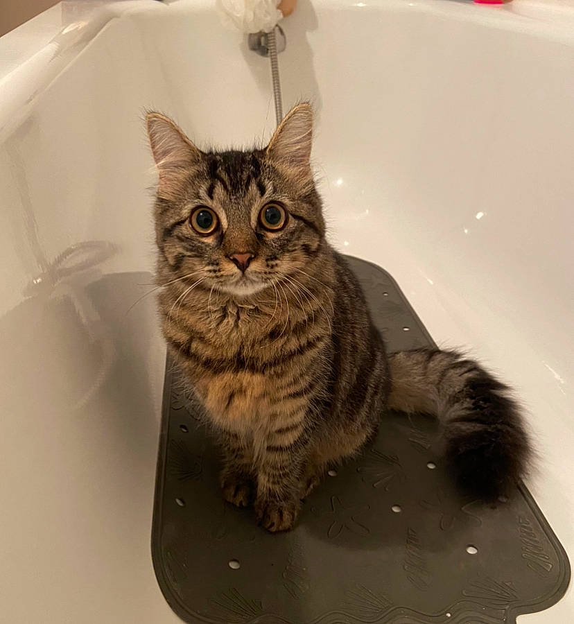 Barney a rejoint le concours — aidez-le/la à gagner de superbes lots ! bathroom, bathtub, carnivore, cat, domestic_short_haired_cat, eye, felidae, fur, plumbing, plumbing_fixture, small_to_medium_sized_cats, snout, tail, whiskers