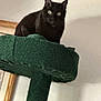 cat, black_cat, cat_tree, indoor, pet, animal, curious, perched, feline, wide_eyes, green, carpeted, wood_frame, wall, domestic, cute, looking, fur, whiskers, ears