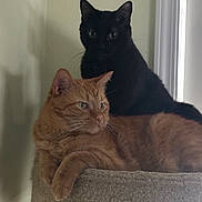 Oliver joined the competition — help win amazing prizes! animal, black_cat, cat, cats, companions, cozy, cute, domestic, ears, eyes, feline, fur, ginger_cat, indoor, perch, pet, relaxed, resting, whiskers, window