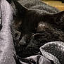 animal, black_cat, blanket, cat_face, close_up, cozy, cute, domestic_cat, fabric, feline, fur, indoor, nap, peaceful, pet, relaxation, resting, sleeping_cat, texture, whiskers