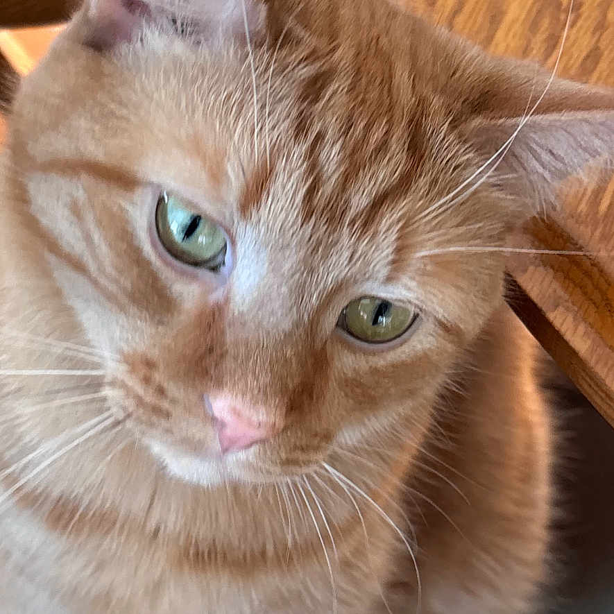 Navin joined the competition — help win amazing prizes! animal, cat, close_up, curious, cushion, domestic_cat, feline, fur, green_eyes, home, indoor, looking_away, orange_tabby, pet, seated, soft_fur, table, whiskers, wood