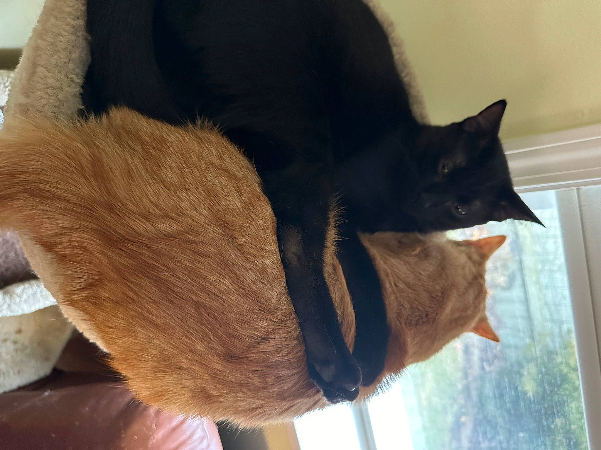 Navin joined the competition — help win amazing prizes! black_cat, carnivore, cat, cat_supply, claw, comfort, domestic_short_haired_cat, felidae, fur, sleeve, small_to_medium_sized_cats, tail, tints_and_shades, tree, whiskers, window, wood, wool