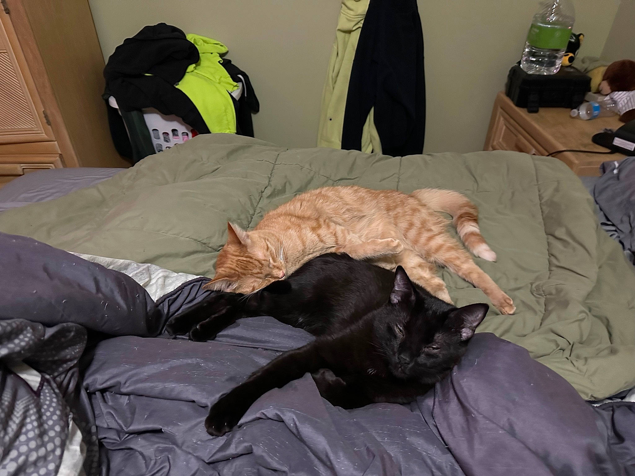 Navin joined the competition — help win amazing prizes! backpack, bag, bed, bedding, bedroom, bombay, carnivore, cat, comfort, domestic_short_haired_cat, felidae, fur, linens, luggage_and_bags, mammal, nap, room, small_to_medium_sized_cats, tail, whiskers