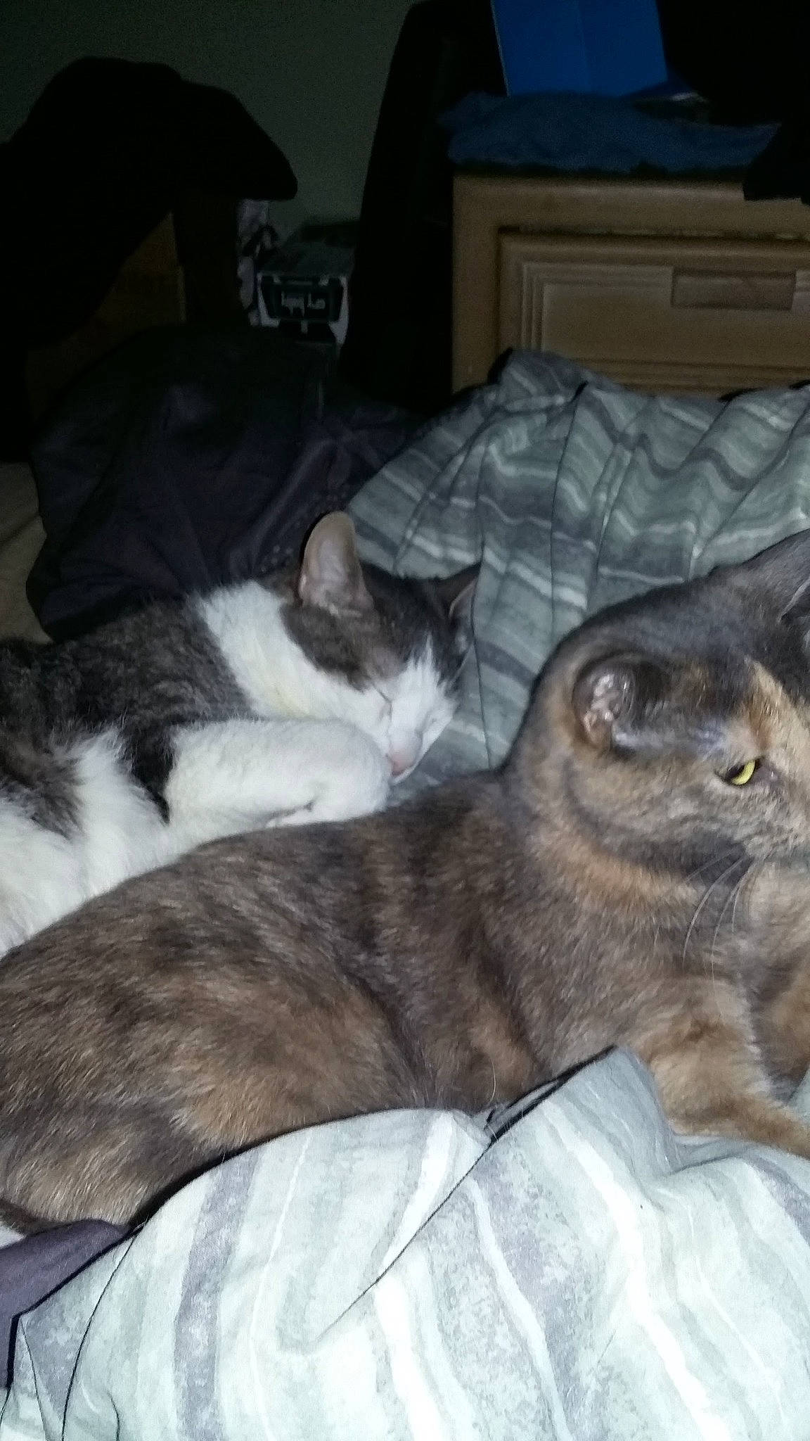 Gigi is registered to the contest to win money with this photo: box, carnivore, cat, claw, comfort, couch, domestic_short_haired_cat, felidae, fur, grey, nap, paw, picture_frame, room, sleep, small_to_medium_sized_cats, snout, tail, whiskers