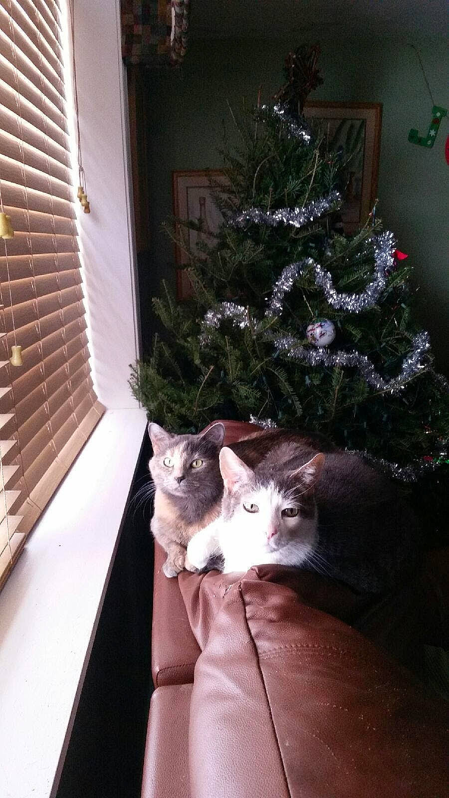 Gigi is registered to the contest to win money with this photo: carnivore, cat, christmas, christmas_decoration, christmas_ornament, christmas_tree, couch, domestic_short_haired_cat, felidae, holiday_ornament, interior_design, ornament, plant, small_to_medium_sized_cats, tail, tints_and_shades, tree, whiskers, window, wood