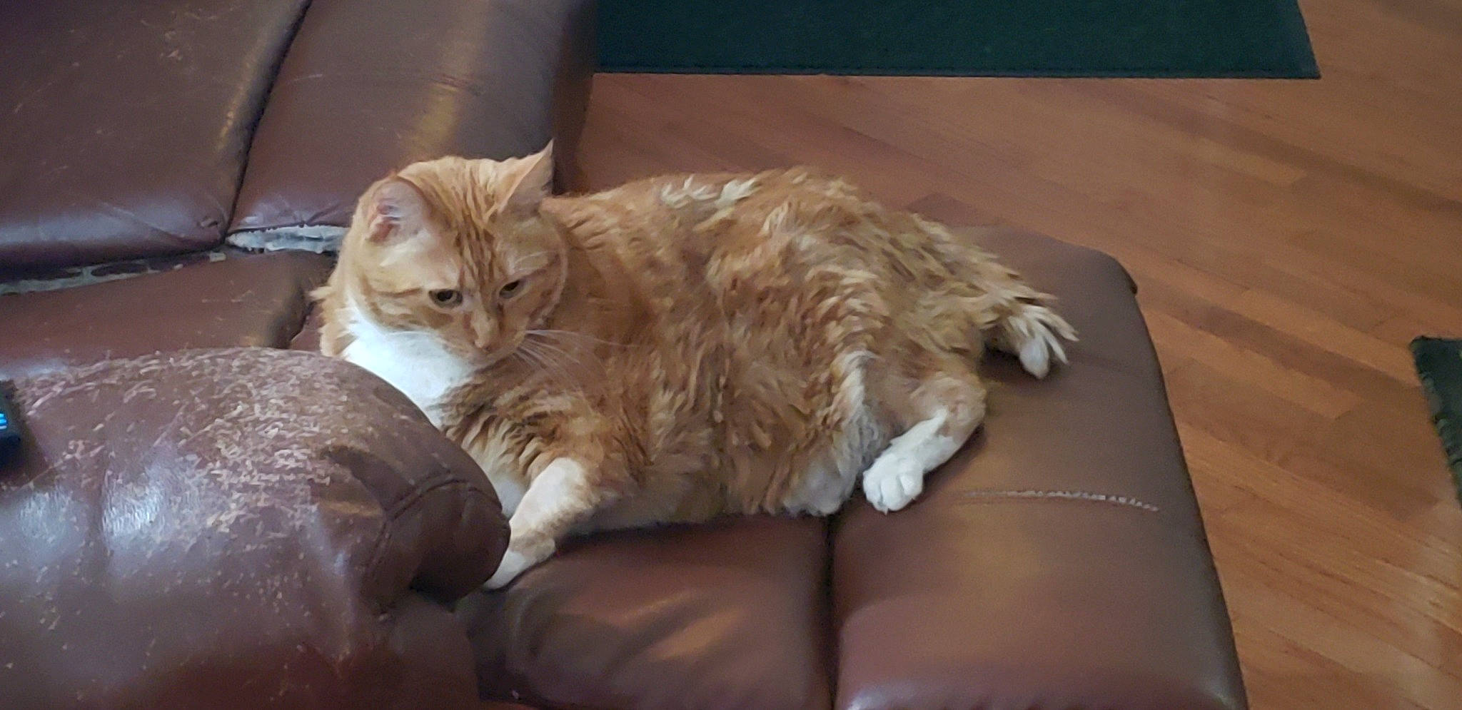 Pumpkin is registered to the contest to win money with this photo: carnivore, cat, claw, comfort, couch, domestic_short_haired_cat, fawn, felidae, fur, hardwood, nap, paw, small_to_medium_sized_cats, tail, whiskers, wood