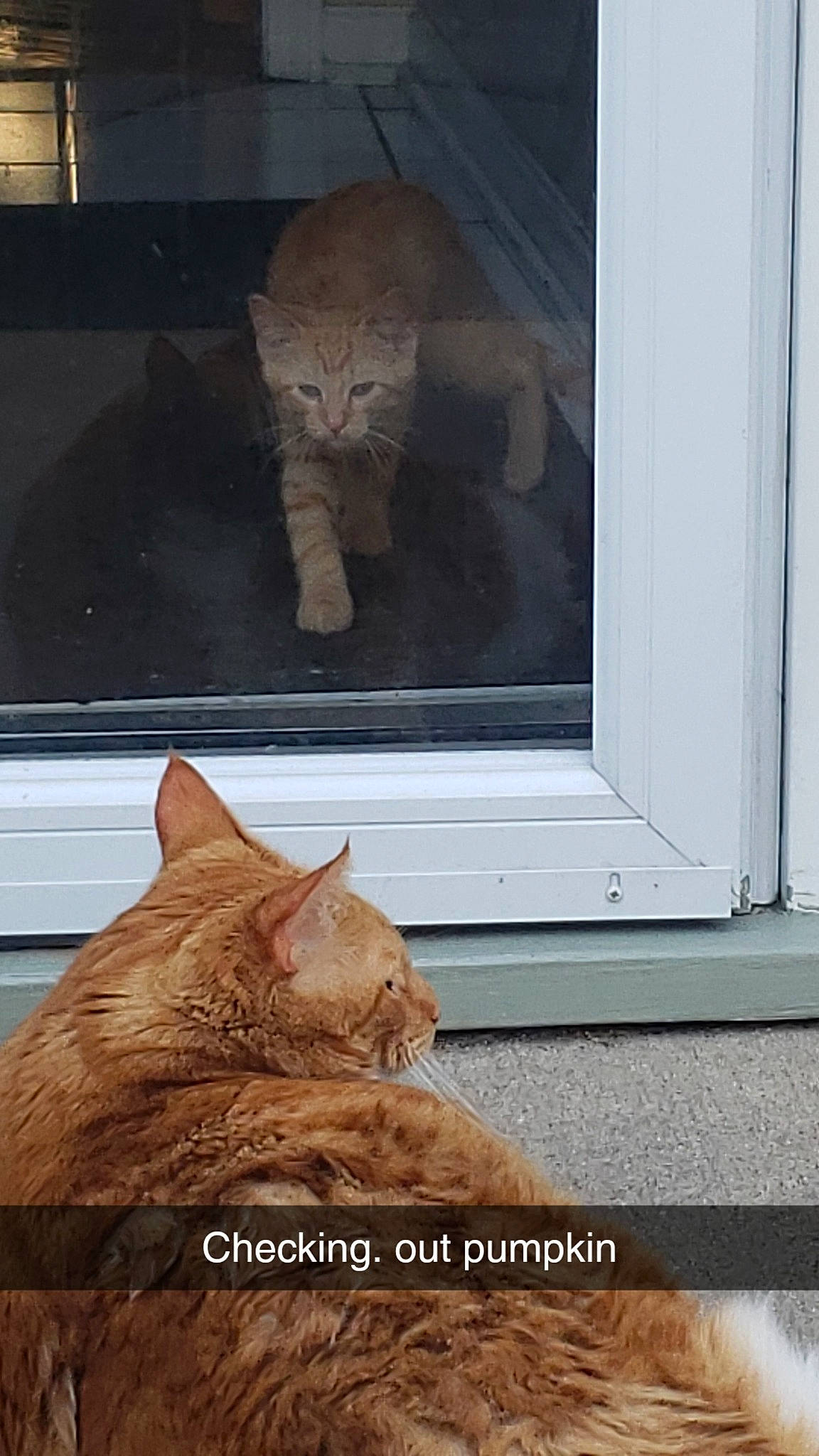 Pumpkin joined the competition — help win amazing prizes! carnivore, cat, comfort, domestic_short_haired_cat, fawn, felidae, flooring, fur, hardwood, paw, rectangle, room, small_to_medium_sized_cats, tail, terrestrial_animal, whiskers, window, wood