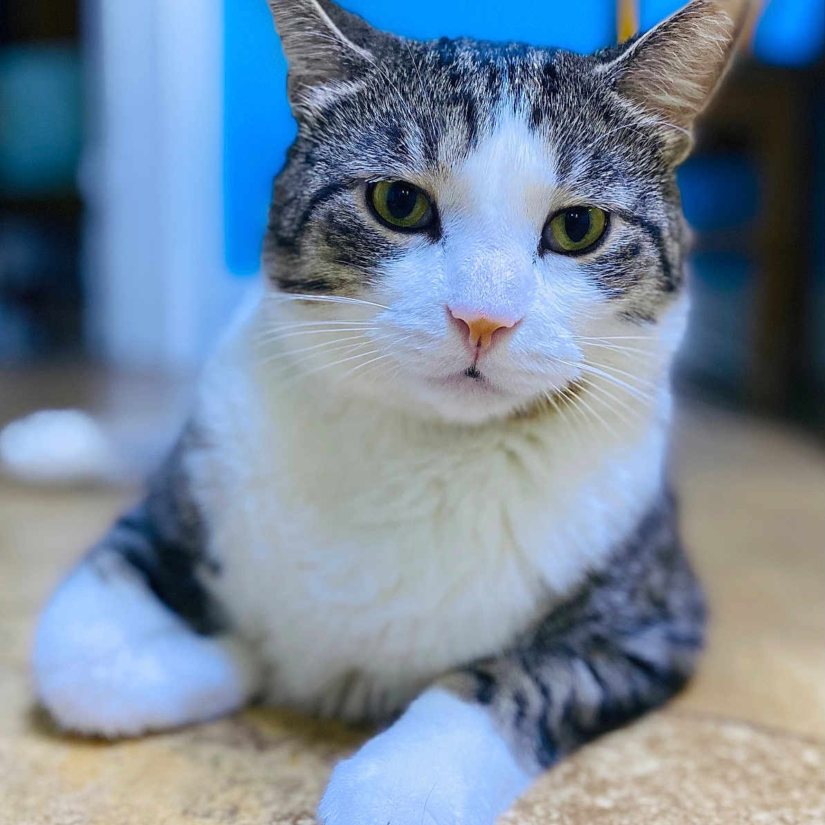 Mister joined the competition — help win amazing prizes! cat, tabby_cat, white_paw, green_eyes, indoor, floor, feline, pet, animal, close_up, portrait, blurred_background, curious, resting, cute, domestic_cat, whiskers, ears, fur, household