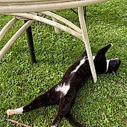 Domino joined the competition — help win amazing prizes! animal, black_and_white, cat, collar, daylight, furniture, garden, grass, lawn, lying_down, outdoor, patio, paws, pet, playful, relaxed, stretching, table, tail, whiskers