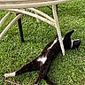 animal, black_and_white, cat, collar, daylight, furniture, garden, grass, lawn, lying_down, outdoor, patio, paws, pet, playful, relaxed, stretching, table, tail, whiskers