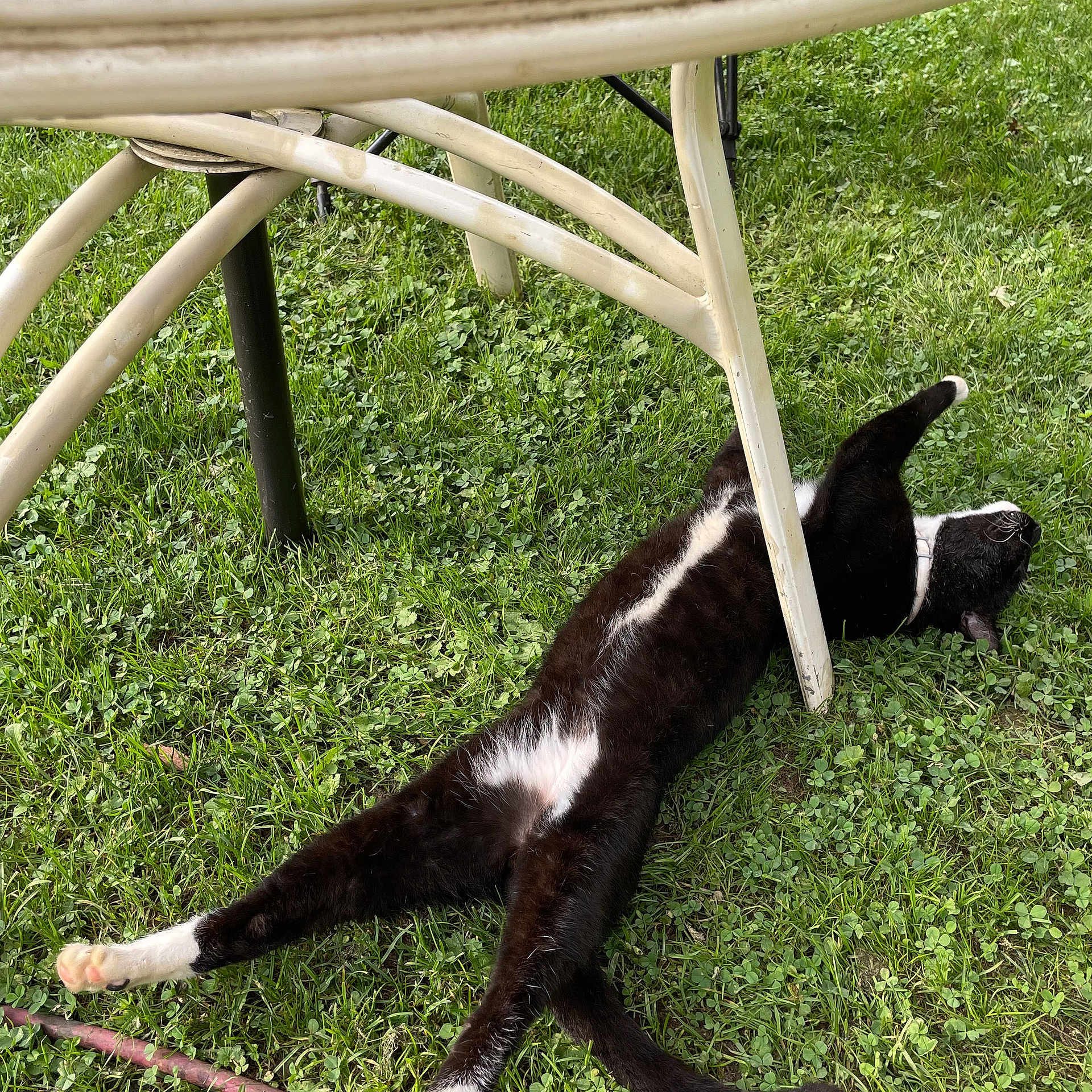 Domino
