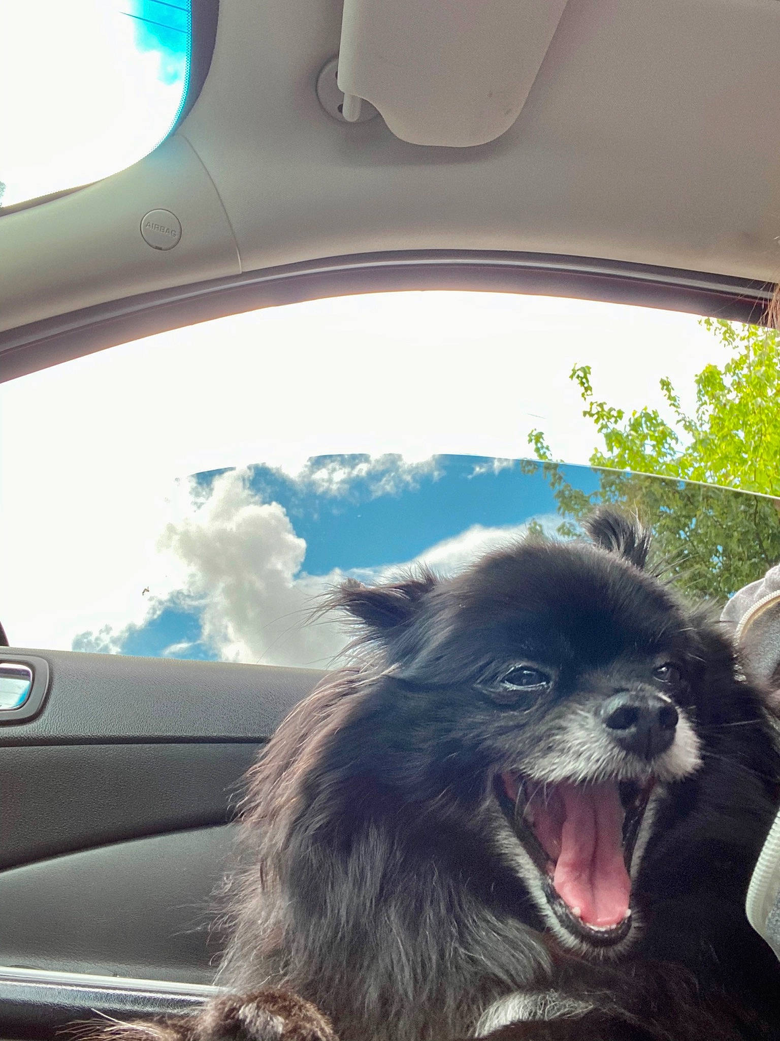 Blackjack joined the competition — help win amazing prizes! auto_part, automotive_exterior, automotive_mirror, automotive_window_part, car, carnivore, cloud, companion_dog, dog_breed, fang, motor_vehicle, personal_luxury_car, primate, rear_view_mirror, sky, terrestrial_animal, tints_and_shades, vehicle_door, window, windshield