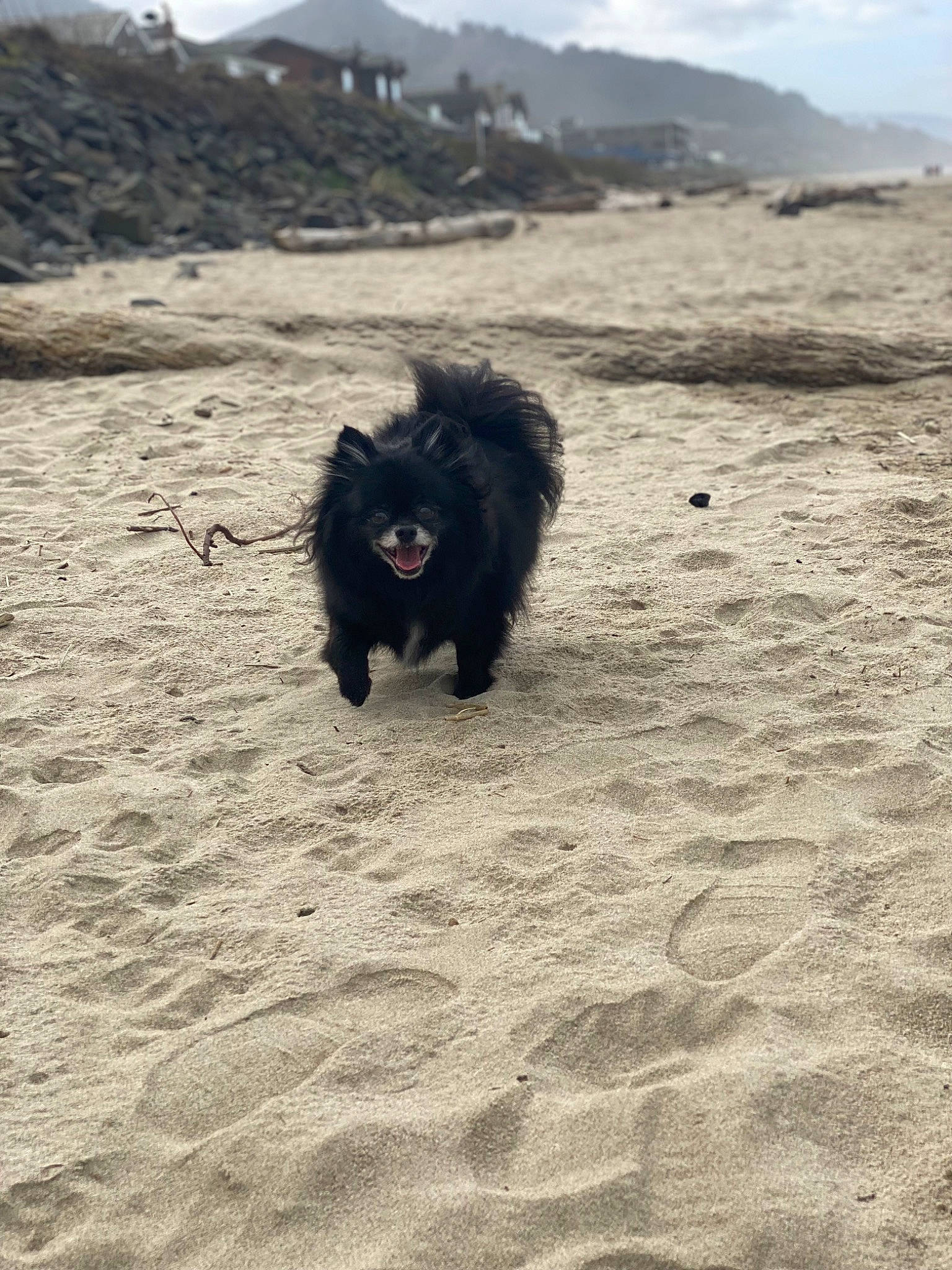 Blackjack is registered to the contest to win money with this photo: beach, canidae, carnivore, cloud, coast, companion_dog, dog, dog_breed, fur, german_spitz_mittel, landscape, mountain, ocean, rock, sand, sky, soil, sporting_group, wildlife, wind_wave